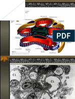 Glomerulus - Schematic