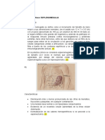 BAZO +conclus pancreas