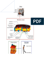 Guía 2 Membrana Celular