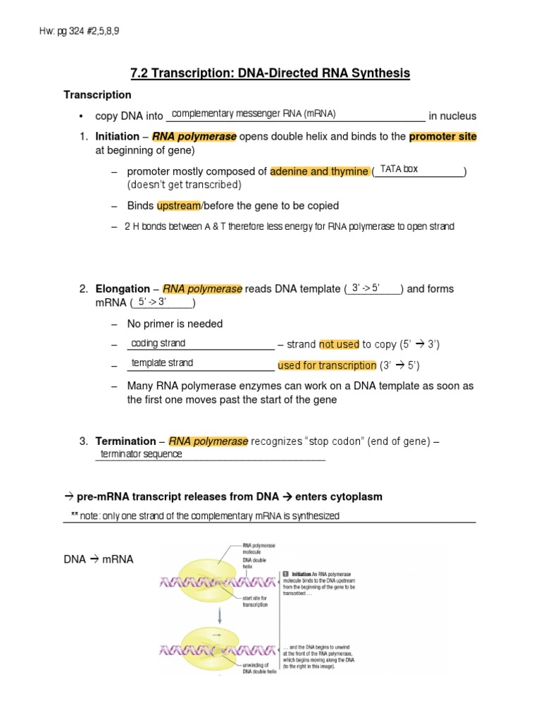 7.2 Transcription DNA Directed RNA Synthesis-Student Worksheet | PDF ...