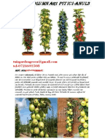 Pomi Fructiferi Columnari Pitici, Meri - Ciresi, Caisi, Nectarin, Par, Piersic, Visin-10+5 Gratis-Anul 3
