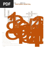 Sistema Genital Vacío Crucigrama