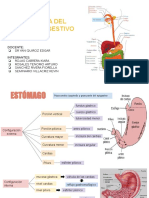 Anatomia-Sistema Digestivo Ii