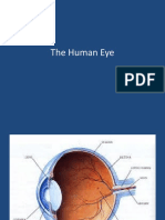 The Human Eye