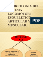 Embriologia Del Sistema Locomotor: Esquelético, Articular Y Muscular