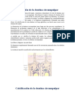 Formación de La Dentina Circumpulpar