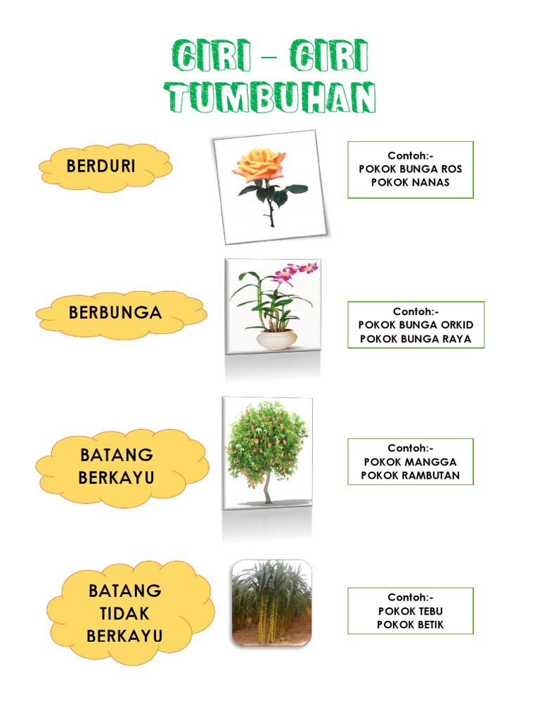 Betik Docx Buah Betik Nama Saintifik Bagi Betik Ialah Carica Papaya L Dari Keluarga Caricaceae Dikenali Juga Sebagai Paw Paw Merupakan Sejenis Course Hero