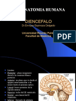 Diencefalo