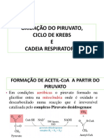 Oxidação do piruvato, ciclo de Krebs e cadeia respiratória