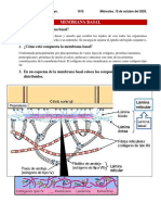 MEMBRANA BASAL - Vega Dayra