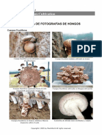 Manual Shiitake Mushworld PDF