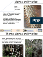 Thorns Spines and Prickles PDF