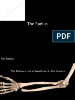 The Radius PDF