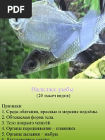 Надкласс рыбы