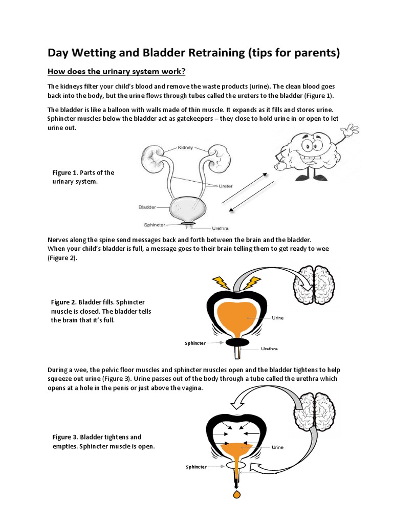 Daytime Wetting Bladder Retraining PDF Urinary Bladder Urinary