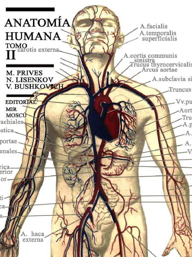 PRIVES. M. LISENKOV N. BUSHKOVICH.V. Anatomía Humana, Tomo II. | PDF