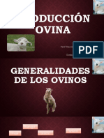 Producción Ovina