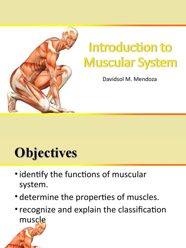 Muscles and Mice The Connection Between Muscle Anatomy and Etymology