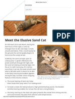 Meet The Elusive Sand Cat