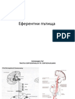 Еферентни пътища