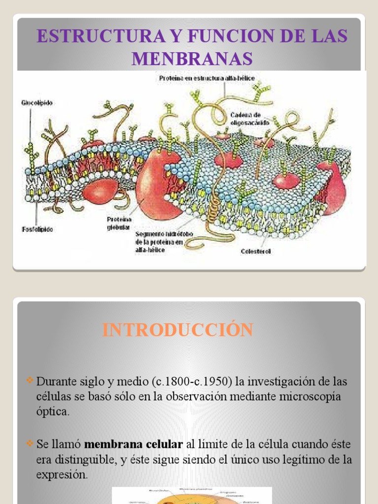 Estructura y Función de la Membrana Celular | PDF | Membrana celular ...