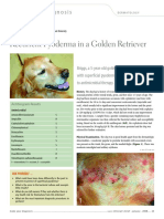 Recurrent Pyoderma in A Golden Retriever: Make Your Diagnosis