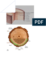 cortes de un arbol