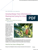 Mango Tree PDF