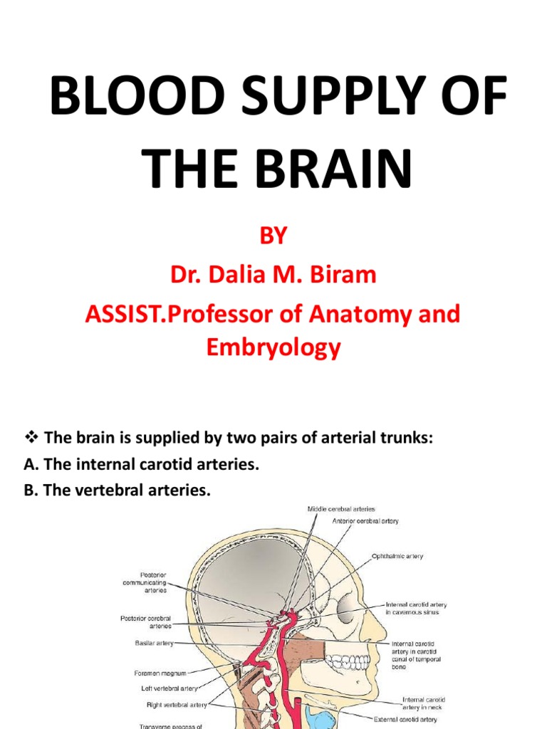 Blood Supply of The Brain - Modified | PDF | Cerebral Cortex | Common ...