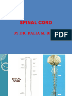 Spinal Cord: by Dr. Dalia M. Biram
