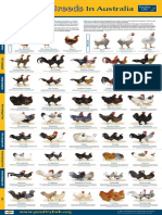 LowRes Chicken Breeds Poster No Bleeds