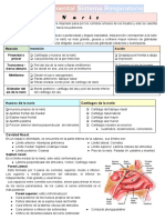 1er Departamental Sistema Respiratorio PDF