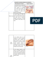 Cuadro Descriptivo Sistema Reproductor Femenino