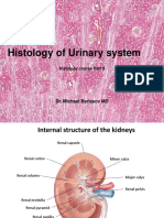 Histology of the Urinary System