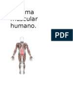 Sistema Muscular1