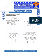 Ciclo Vital de La Planta para Niños de 4 Años