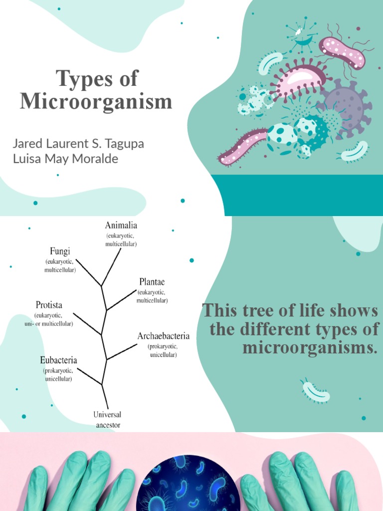 Types of Microorganism | PDF | Flatulence | Bacteria