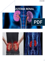 Sistema Renal