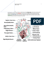 Aorta: Superior Vena Cava Sinoatrial (SA) Node Atrioventricular (AV) Node