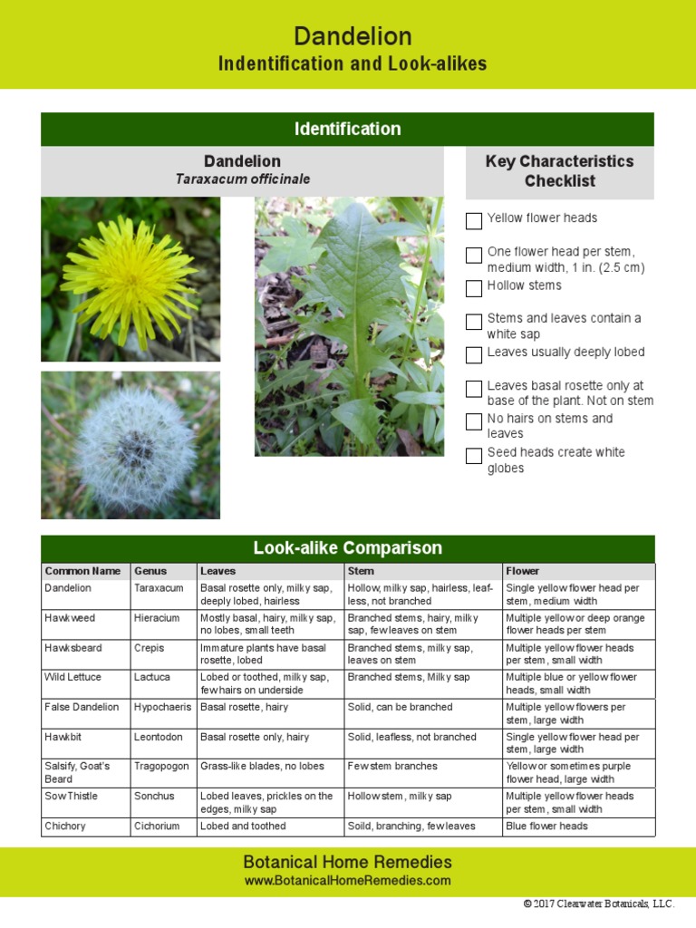 Indentification and Look-Alikes: Identification | PDF | Botany ...