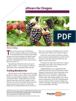 Blackberry Cultivars For Oregon: Trailing Blackberries