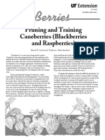 Pruning and Training Caneberries (Blackberries and Raspberries)