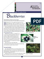 Lackberries: Texas Fruit and Nut Production