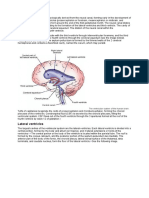 Lateral Ventricles: The Ventricular System of The Human Brain