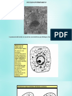 01 Nucleo Interfasico