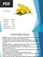 Maize Production and Processing | PDF | Maize | Seed