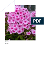Flori de Vara Roz-Violet