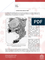 Tema 2. Estructura Médula Ósea