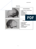 Huesos Del Cráneo