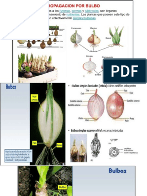 Plantas Bulbosas | PDF | Bulbo | Tallo de la planta